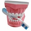 Modèle bouche éducatif avec brosse a dent