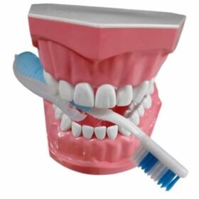 Modèle bouche éducatif avec brosse a dent